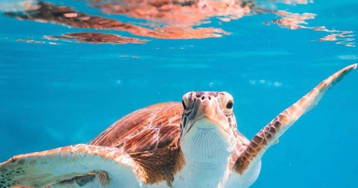 Mascate: Excursión de snorkel a las islas Daymaniyat con almuerzo