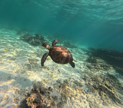 Maskat: Schnorcheltour zu den Daymaniyat-Inseln und Mittagessen