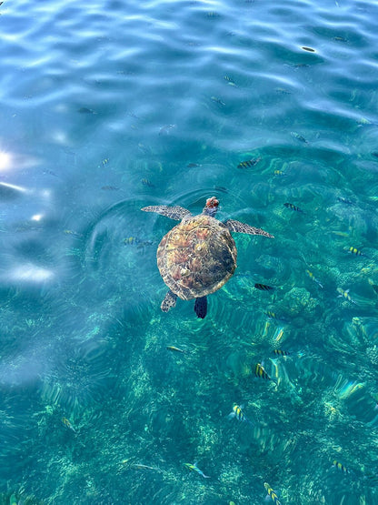 Mascate : excursion d'observation des dauphins et de snorkeling