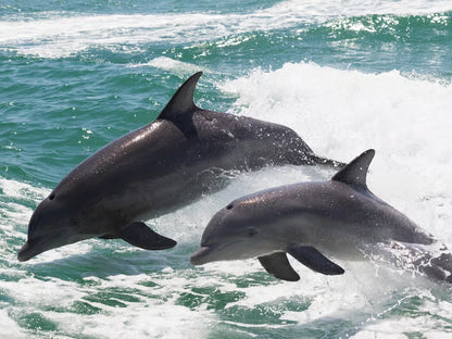 Mascate : excursion d'observation des dauphins et de snorkeling