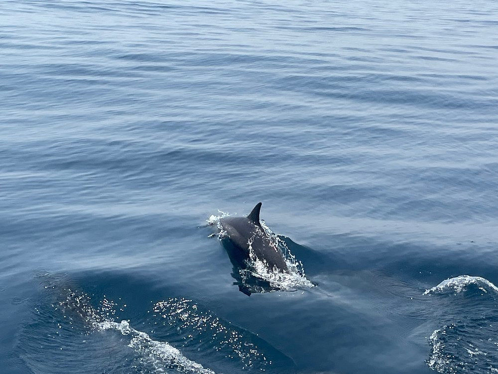 Mascate : excursion d'observation des dauphins et de snorkeling