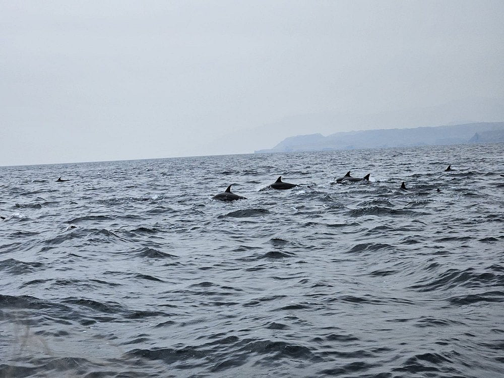 Mascate : excursion d'observation des dauphins et de snorkeling