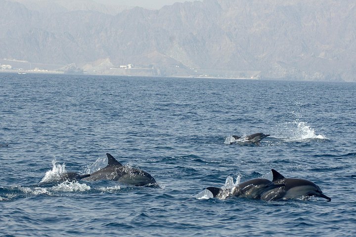 Mascate : excursion d'observation des dauphins et de snorkeling