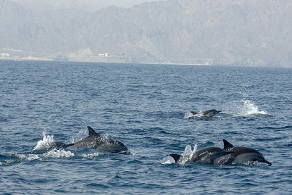 Mascate : excursion d'observation des dauphins et de snorkeling