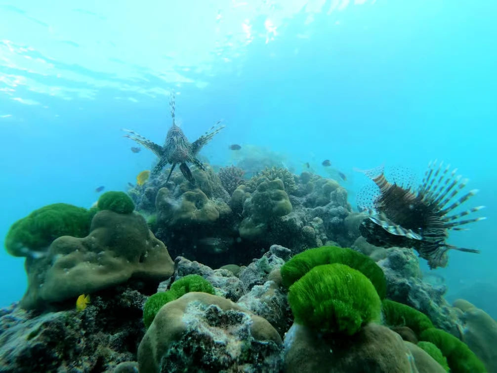 Praslin: passeio de lancha por Cocos, Félicité e La Digue