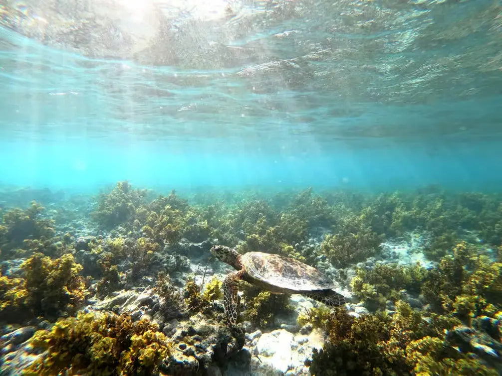 Praslin: passeio de lancha por Cocos, Félicité e La Digue