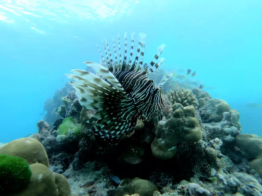 Praslin: Schnorchelausflug zur Insel Curieuse und St. Pierre