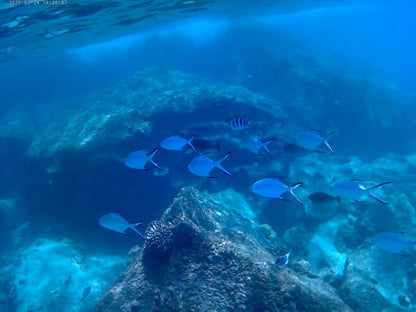 Praslin: Schnorchelausflug zur Insel Curieuse und St. Pierre