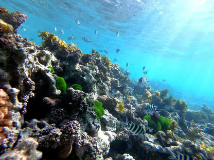 Praslin: Schnorchelausflug zur Insel Curieuse und St. Pierre