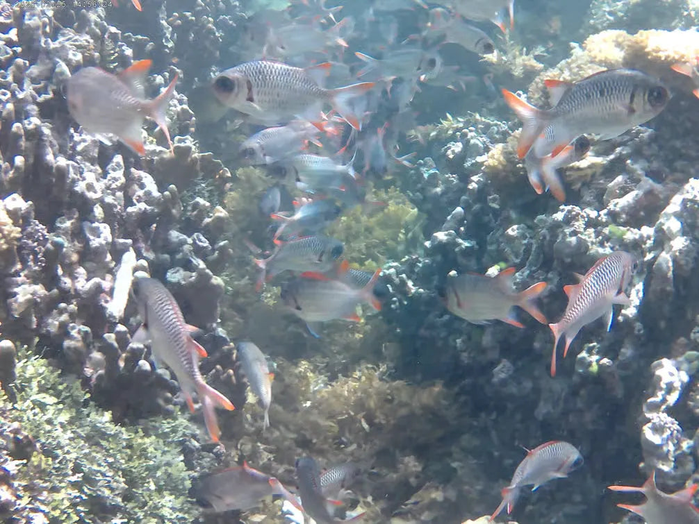 Praslin: Schnorchelausflug zur Insel Curieuse und St. Pierre