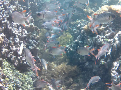 Praslin: Schnorchelausflug zur Insel Curieuse und St. Pierre