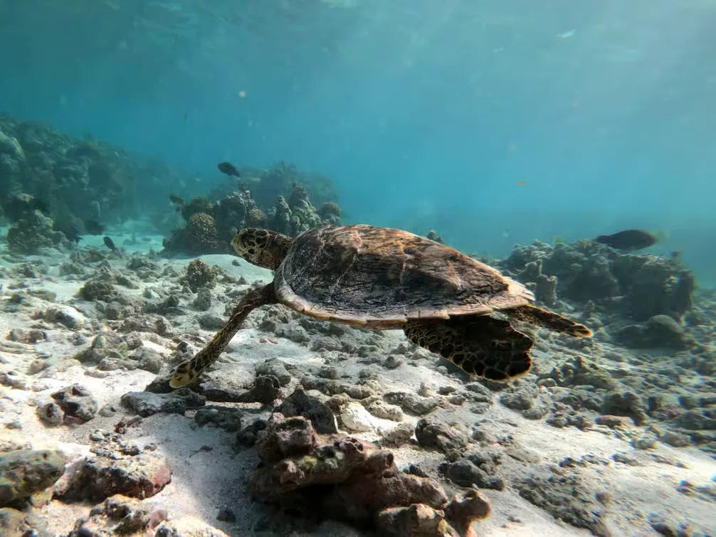 Praslin: Schnorchelausflug zur Insel Curieuse und St. Pierre
