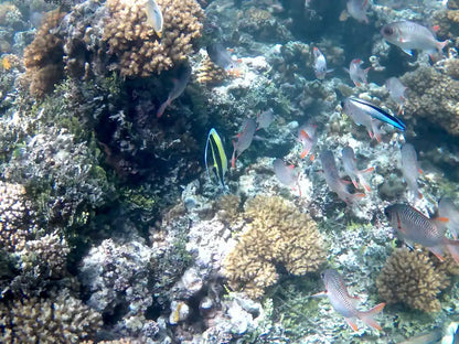 Praslin: Schnorchelausflug zur Insel Curieuse und St. Pierre