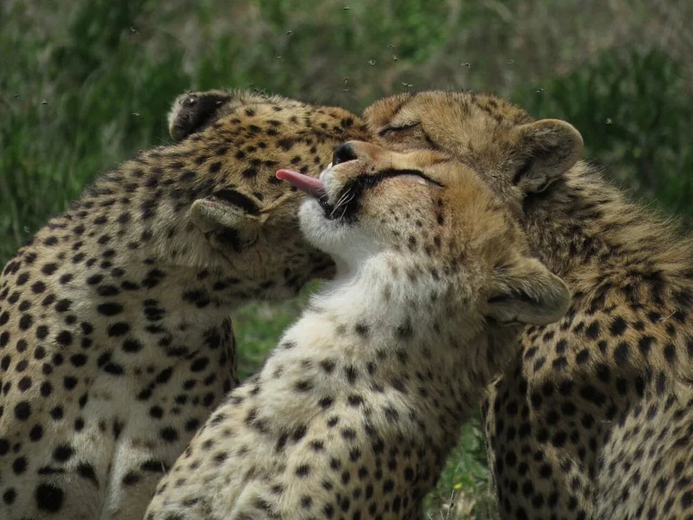 Arusha: 6-tägige private Safari in die Serengeti, zum Ngorongoro-Krater und nach Tarangire