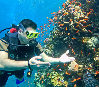 Sharm El Sheikh: Ras Mohammed og White Island snorkling båtutflukt med valgfri dykking
