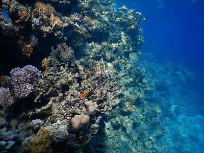 Sharm El Sheikh: Ras Mohammed og White Island snorkling båtutflukt med valgfri dykking
