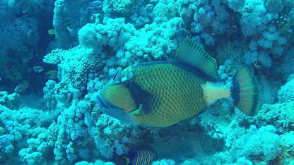 Sharm El Sheikh: Ras Mohammed og White Island snorkling båtutflukt med valgfri dykking