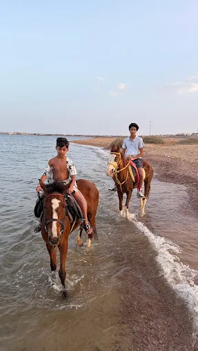 Sharm El Sheikh: Escursione mattutina a cavallo con guida sulla spiaggia di Mangroves Beach