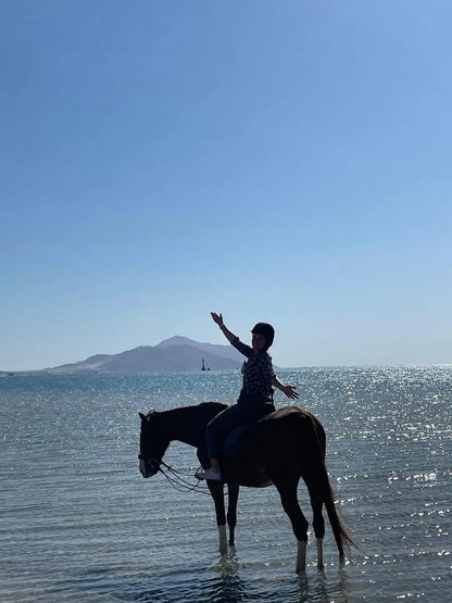 Sharm El Sheikh: Escursione mattutina a cavallo con guida sulla spiaggia di Mangroves Beach