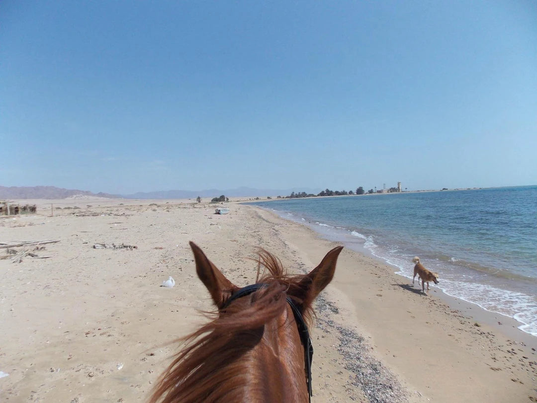 Sharm El Sheikh: Escursione mattutina a cavallo con guida sulla spiaggia di Mangroves Beach