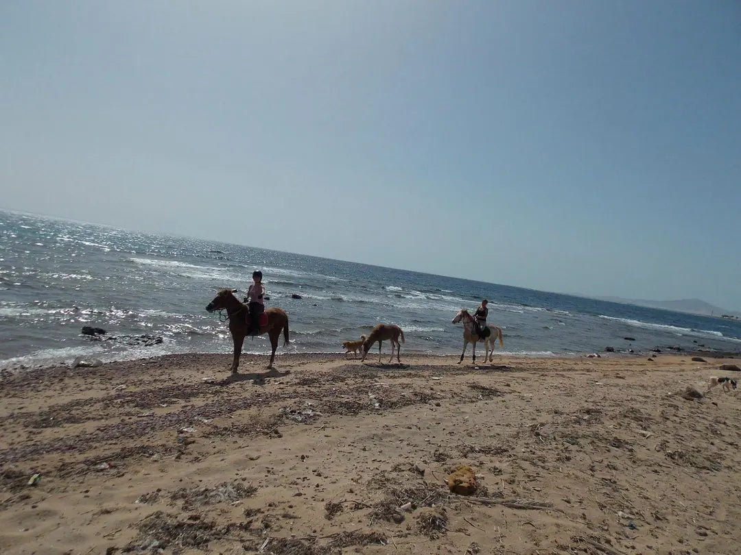 Sharm El Sheikh: Escursione mattutina a cavallo con guida sulla spiaggia di Mangroves Beach