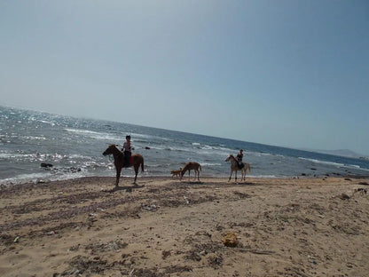Sharm El Sheikh: Escursione mattutina a cavallo con guida sulla spiaggia di Mangroves Beach