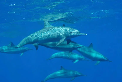 シャルム・エル・シェイク：高級ラス・モハメッドとホワイトアイランドのシュノーケリングボートツアー