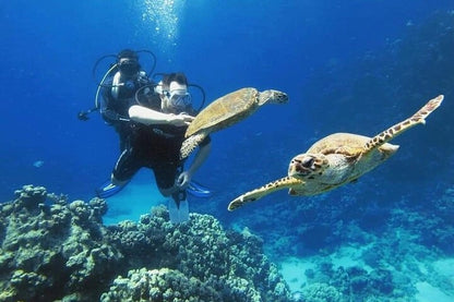 シャルム・エル・シェイク：高級ラス・モハメッドとホワイトアイランドのシュノーケリングボートツアー