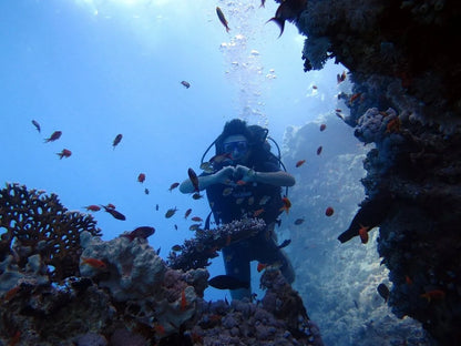 シャルム・エル・シェイク：高級ラス・モハメッドとホワイトアイランドのシュノーケリングボートツアー