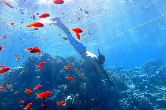 Sharm El Sheikh: Ras Muhammad Nasjonalpark Snorklingstur med Hvitøya