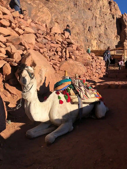 Sharm El Sheikh: senderismo al amanecer en el Monte Moisés y tour al Monasterio de Santa Catalina