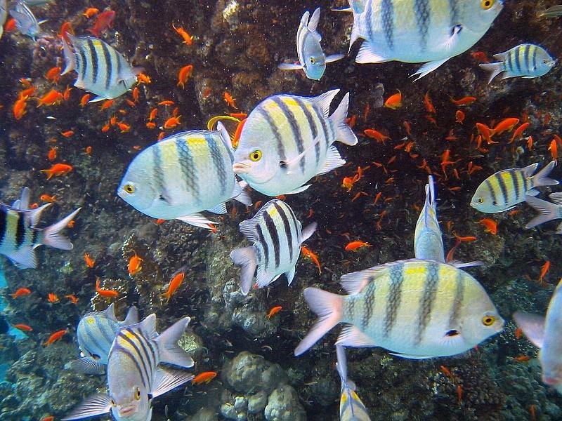 Sharm El Sheikh: Over Night Diving and Snorkeling Trip for Advanced Divers