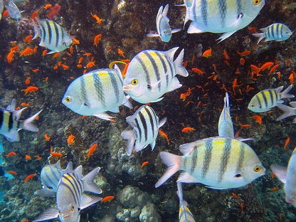 Sharm El Sheikh: Over Night Diving and Snorkeling Trip for Advanced Divers