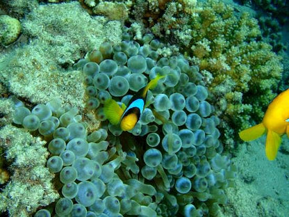 Sharm El Sheikh: Over Night Diving and Snorkeling Trip for Advanced Divers