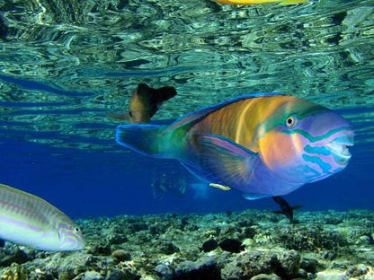 Sharm El Sheikh: Over Night Diving and Snorkeling Trip for Advanced Divers