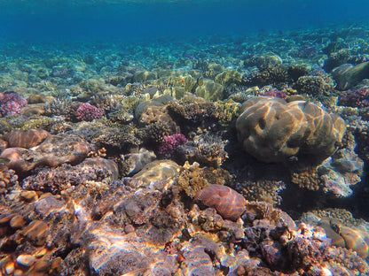 Sharm El Sheikh: Over Night Diving and Snorkeling Trip for Advanced Divers