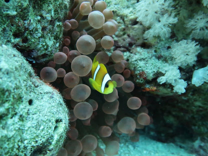 Sharm El Sheikh: Privat båttur til Ras Mohammed