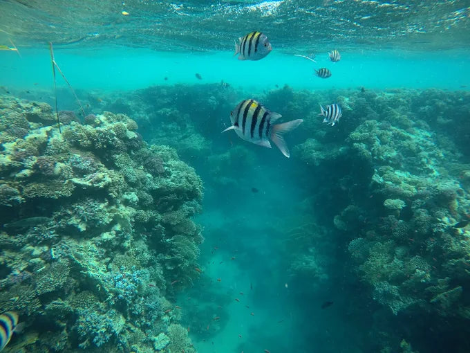 Sharm El Sheikh: tour di snorkeling di mezza giornata nel Parco Nazionale di Ras Mohammed
