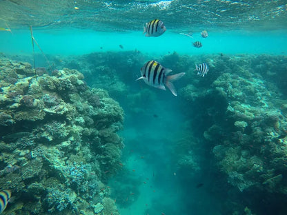 Sharm El Sheikh: tour di snorkeling di mezza giornata nel Parco Nazionale di Ras Mohammed