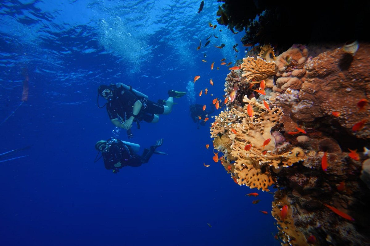 Sharm El Sheikh: Red Sea Fashion Diving Adventure for Qualified Divers