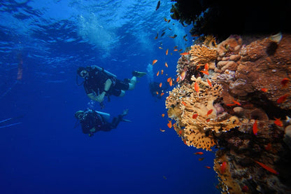 Sharm El Sheikh: Red Sea Fashion Diving Adventure for Qualified Divers