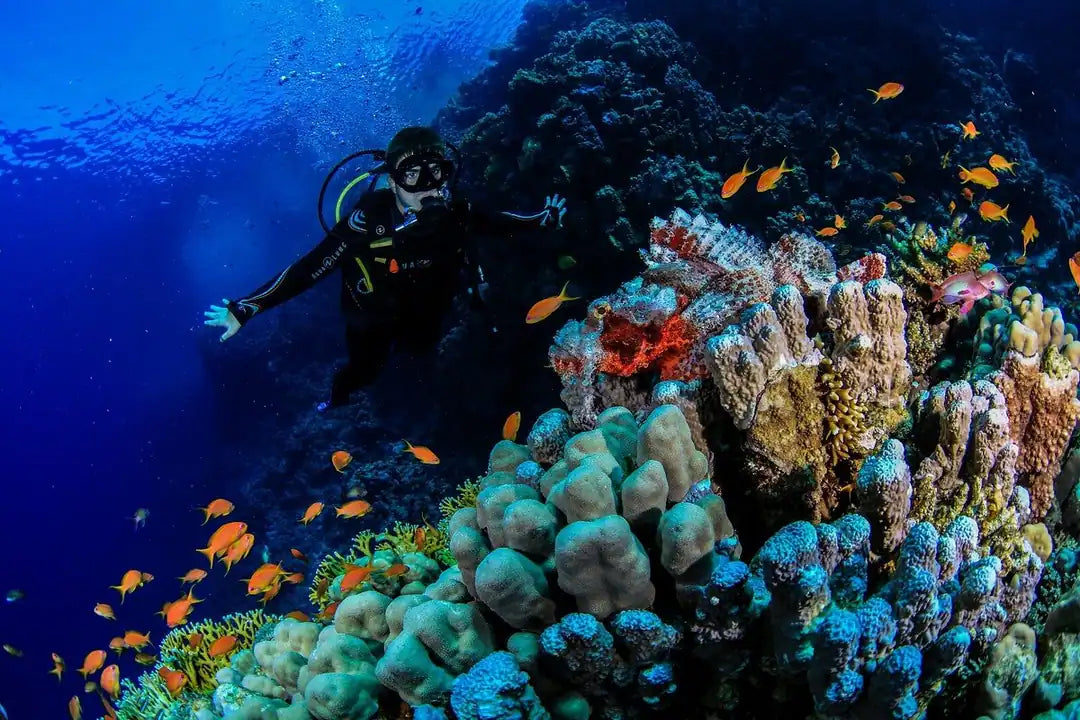 Sharm El Sheikh: Red Sea Fashion Diving Adventure for Qualified Divers