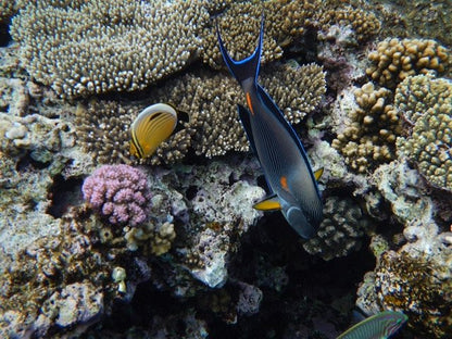 Sharm El Sheikh: Red Sea Fashion Diving Adventure for Qualified Divers