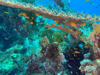 Sharm El Sheikh: Red Sea Fashion Diving Adventure for Qualified Divers