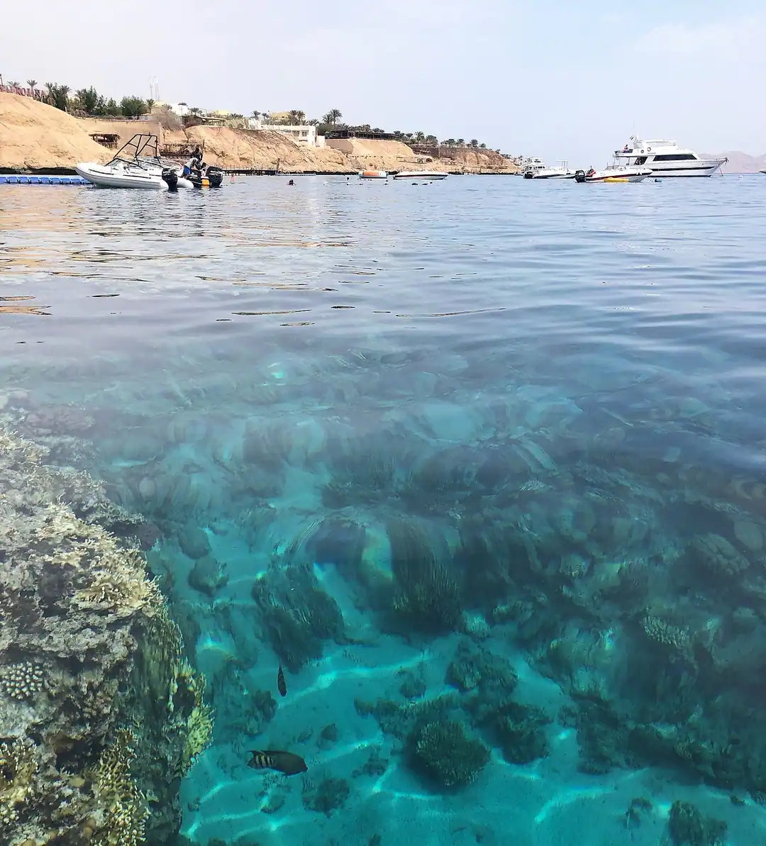 Sharm El Sheikh: Guided Shore Diving Experience in Sharks Bay