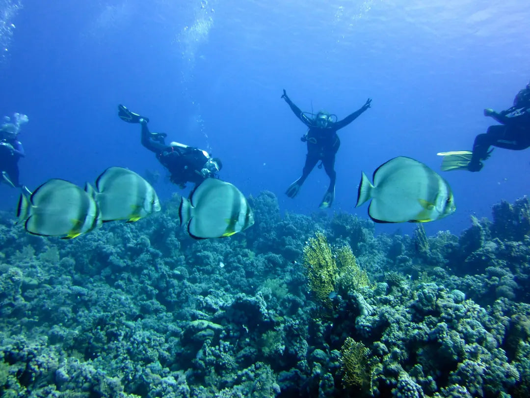 Sharm El Sheikh: Guided Shore Diving Experience in Sharks Bay