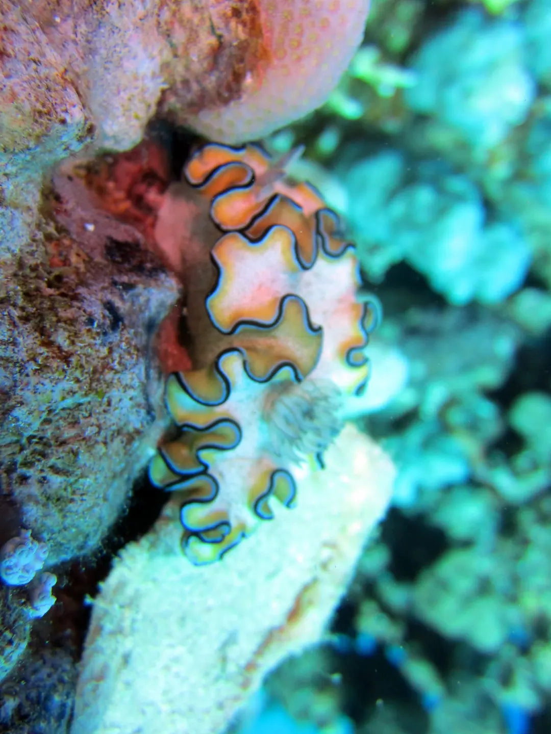 Sharm El Sheikh: Guided Shore Diving Experience in Sharks Bay