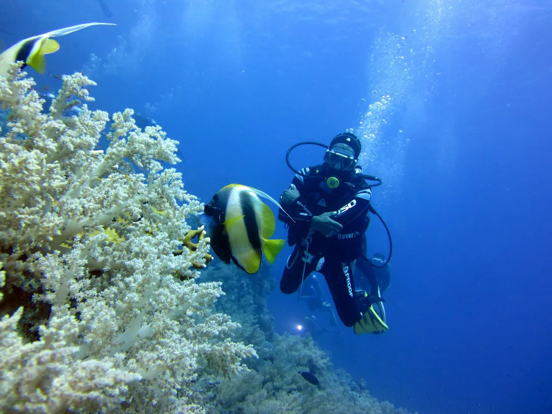 Sharm El Sheikh: Guided Shore Diving Experience in Sharks Bay