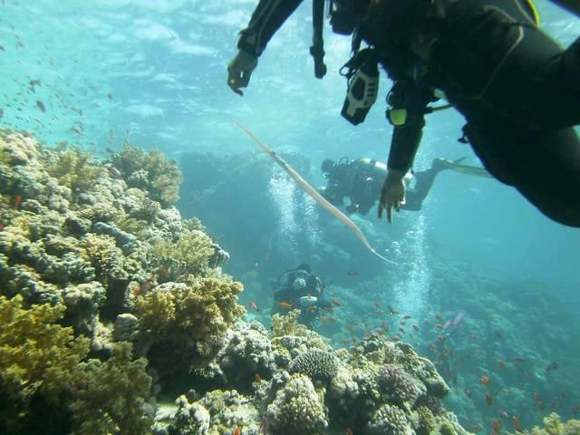 Sharm El Sheikh: Guided Shore Diving Experience in Sharks Bay