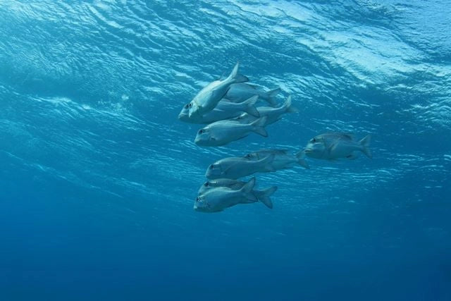 Sharm El Sheikh: Guided Shore Diving Experience in Sharks Bay